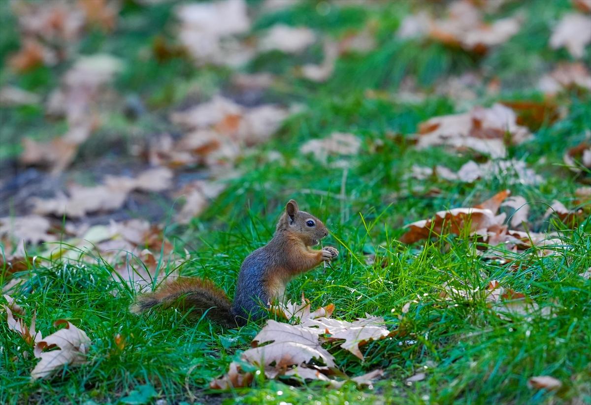 Sincapların sonbahar keyfi görüntülendi