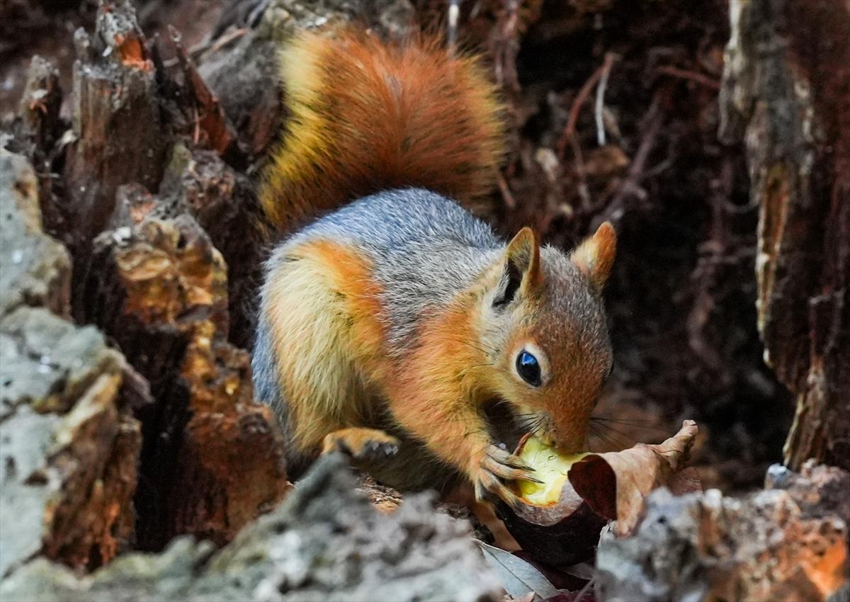 Sincapların sonbahar keyfi görüntülendi