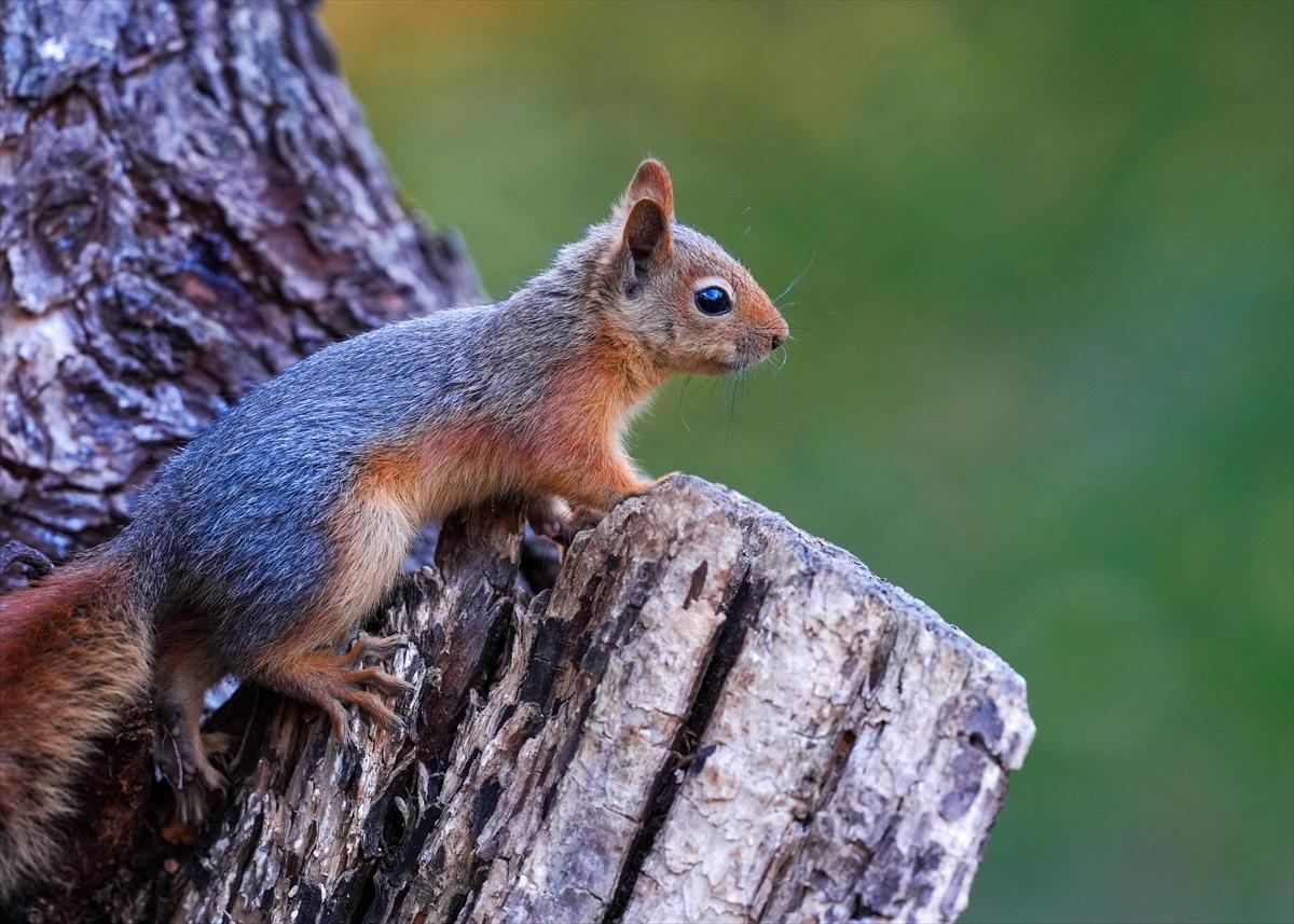 Sincapların sonbahar keyfi görüntülendi