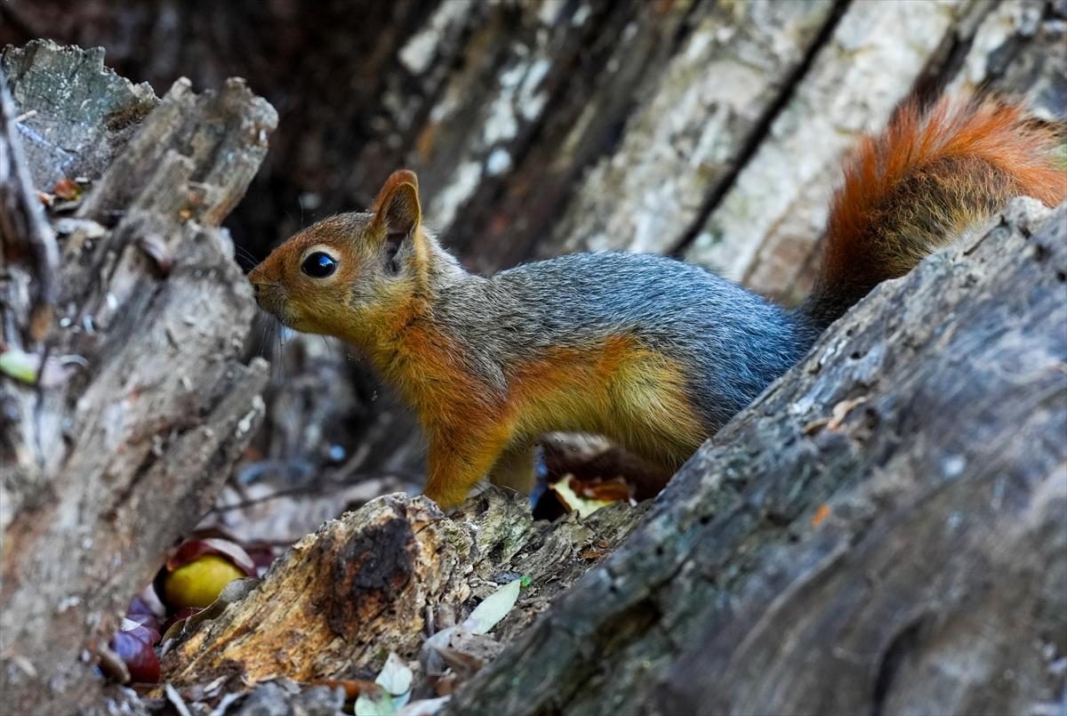 Sincapların sonbahar keyfi görüntülendi