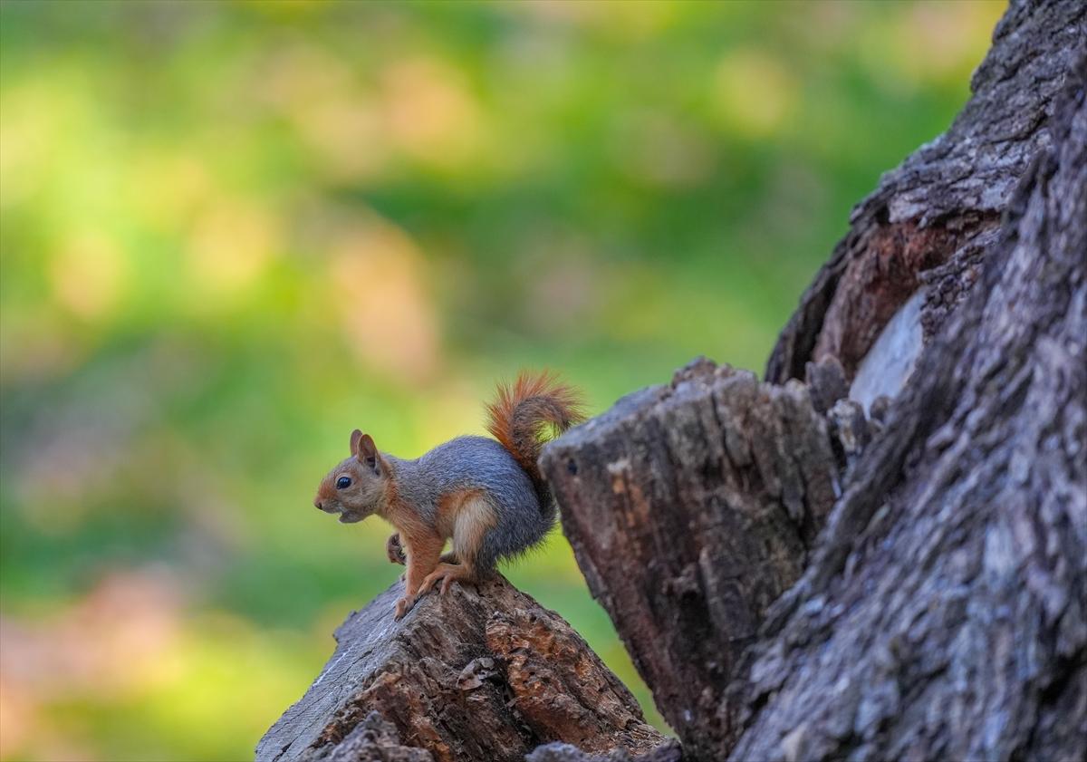 Sincapların sonbahar keyfi görüntülendi