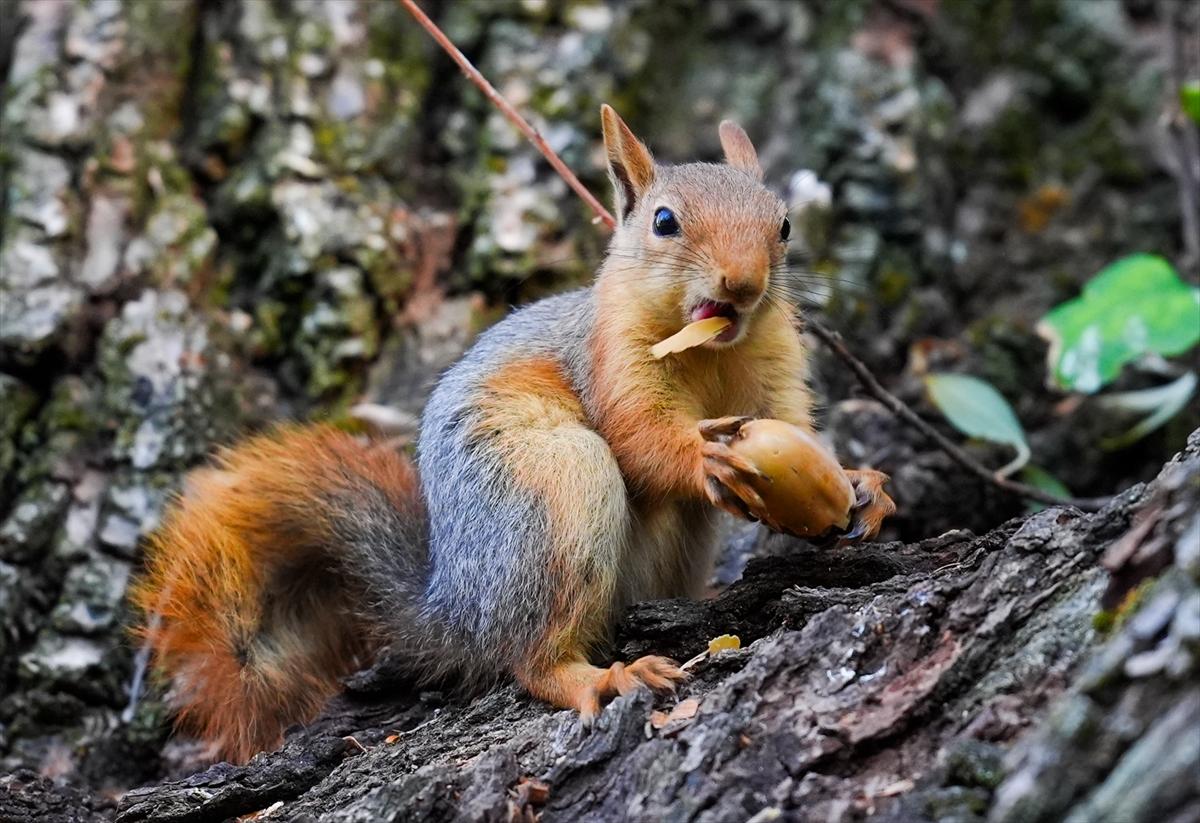 Sincapların sonbahar keyfi görüntülendi