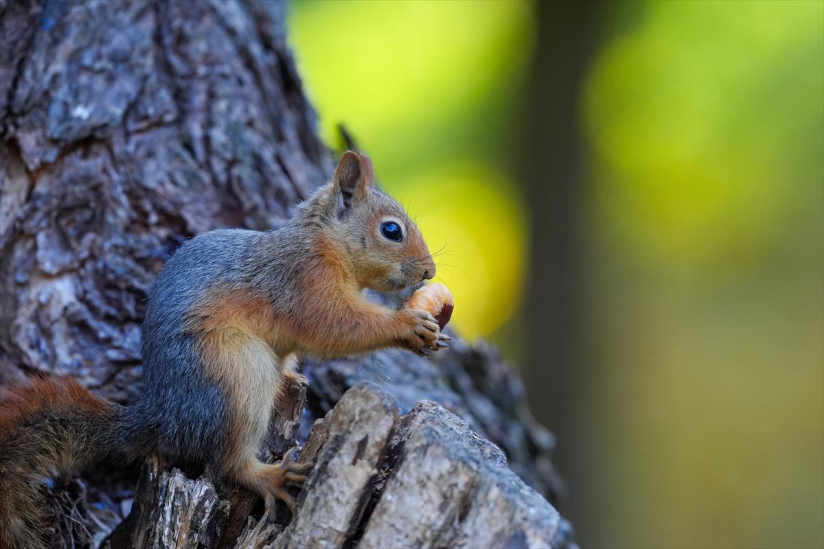 Sincapların sonbahar keyfi görüntülendi