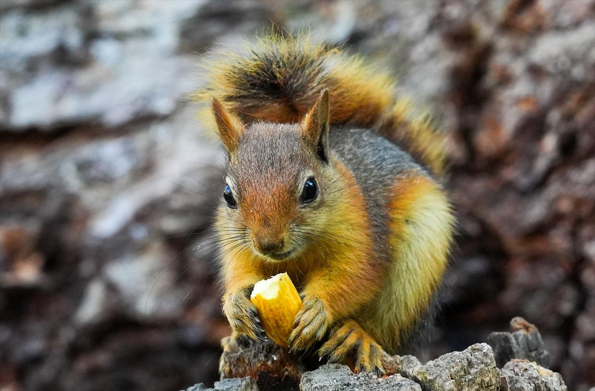 Sincapların sonbahar keyfi görüntülendi