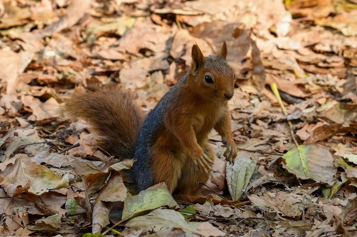 Sincapların sonbahar keyfi görüntülendi