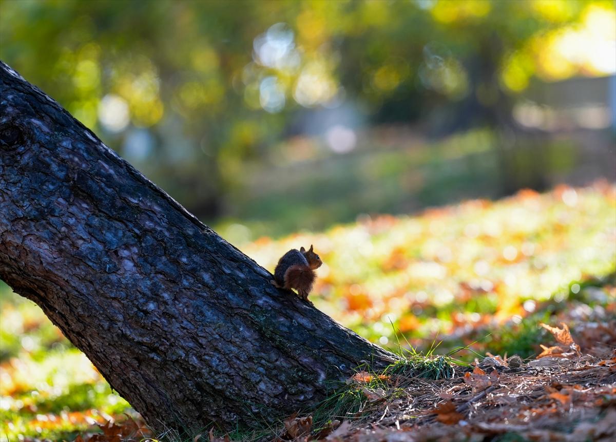 Sincapların sonbahar keyfi görüntülendi