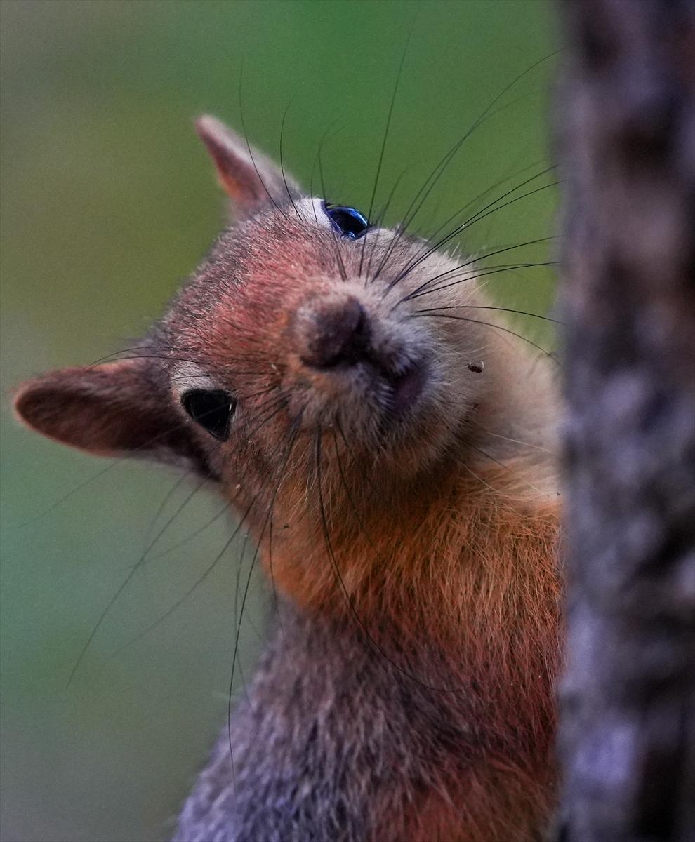 Sincapların sonbahar keyfi görüntülendi