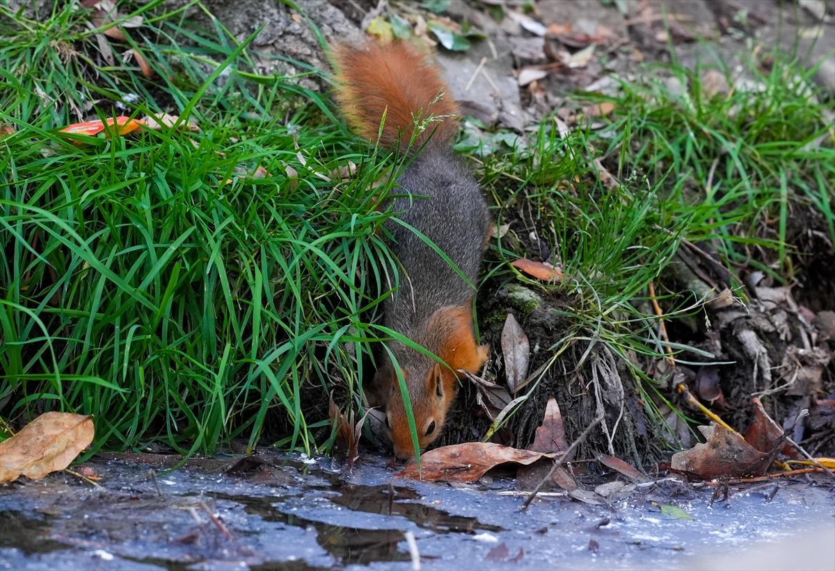 Sincapların sonbahar keyfi görüntülendi