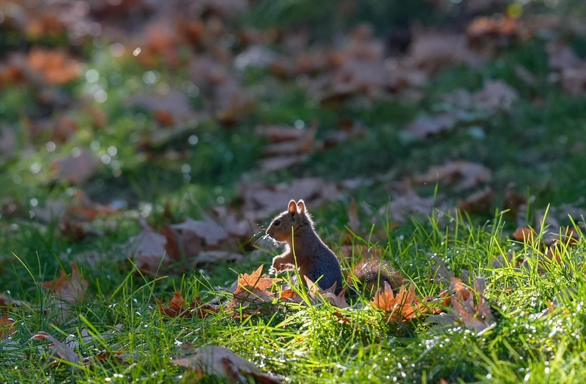 Sincapların sonbahar keyfi görüntülendi