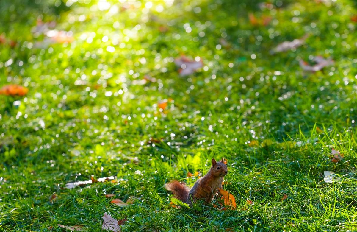 Sincapların sonbahar keyfi görüntülendi