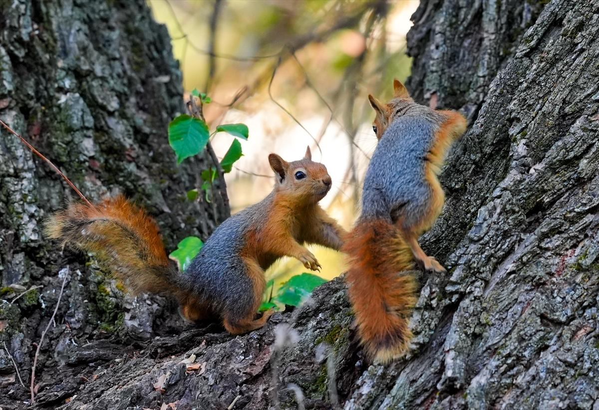 Sincapların sonbahar keyfi görüntülendi