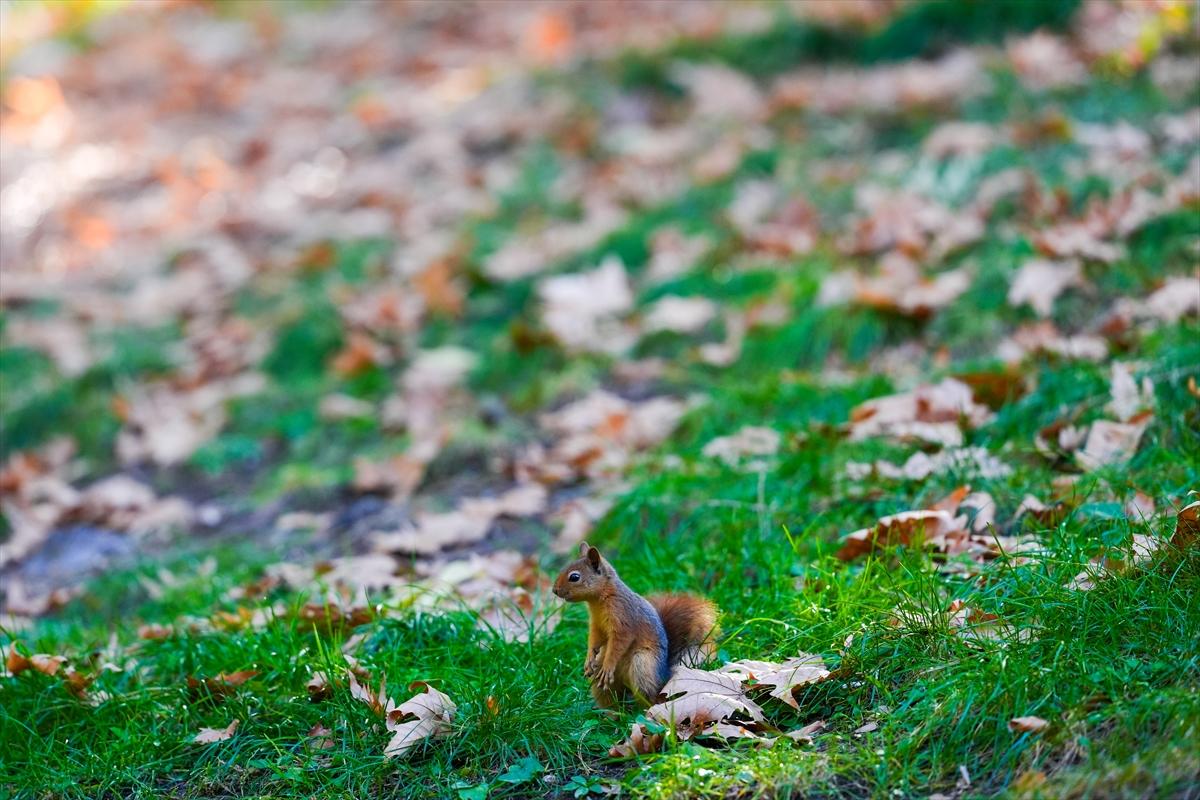 Sincapların sonbahar keyfi görüntülendi
