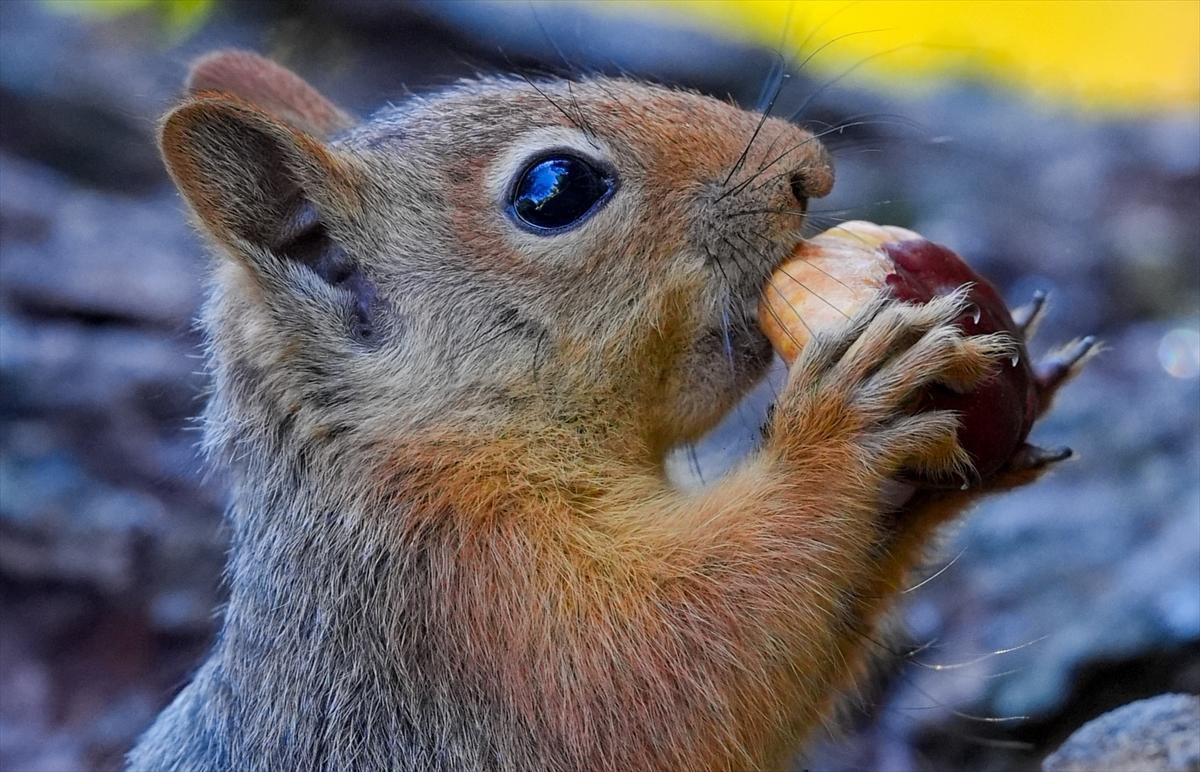 Sincapların sonbahar keyfi görüntülendi