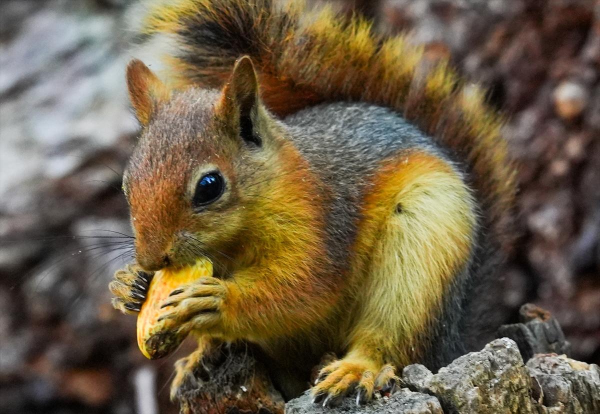 Sincapların sonbahar keyfi görüntülendi