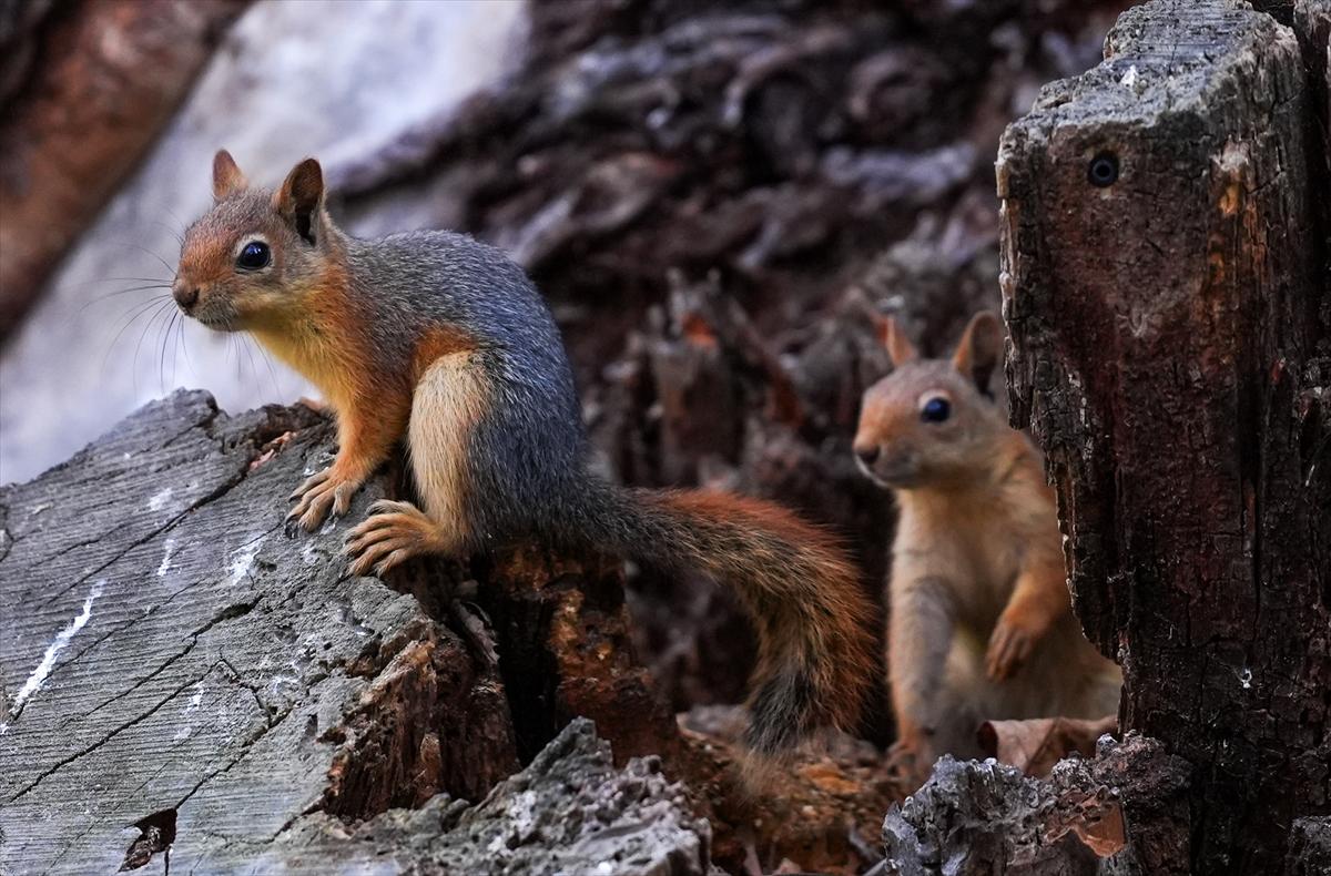 Sincapların sonbahar keyfi görüntülendi