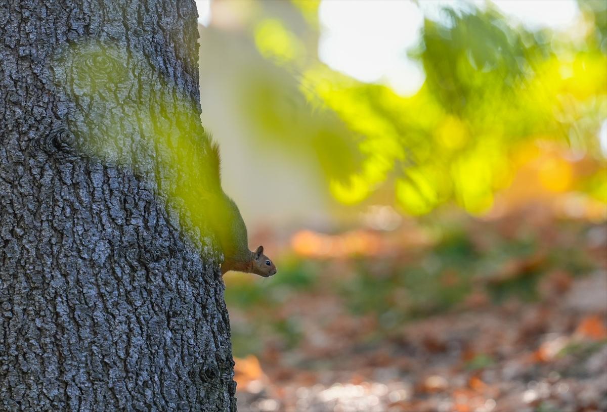 Sincapların sonbahar keyfi görüntülendi