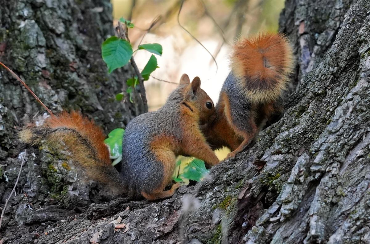 Sincapların sonbahar keyfi görüntülendi