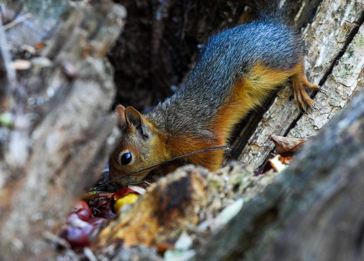 Sincapların sonbahar keyfi görüntülendi
