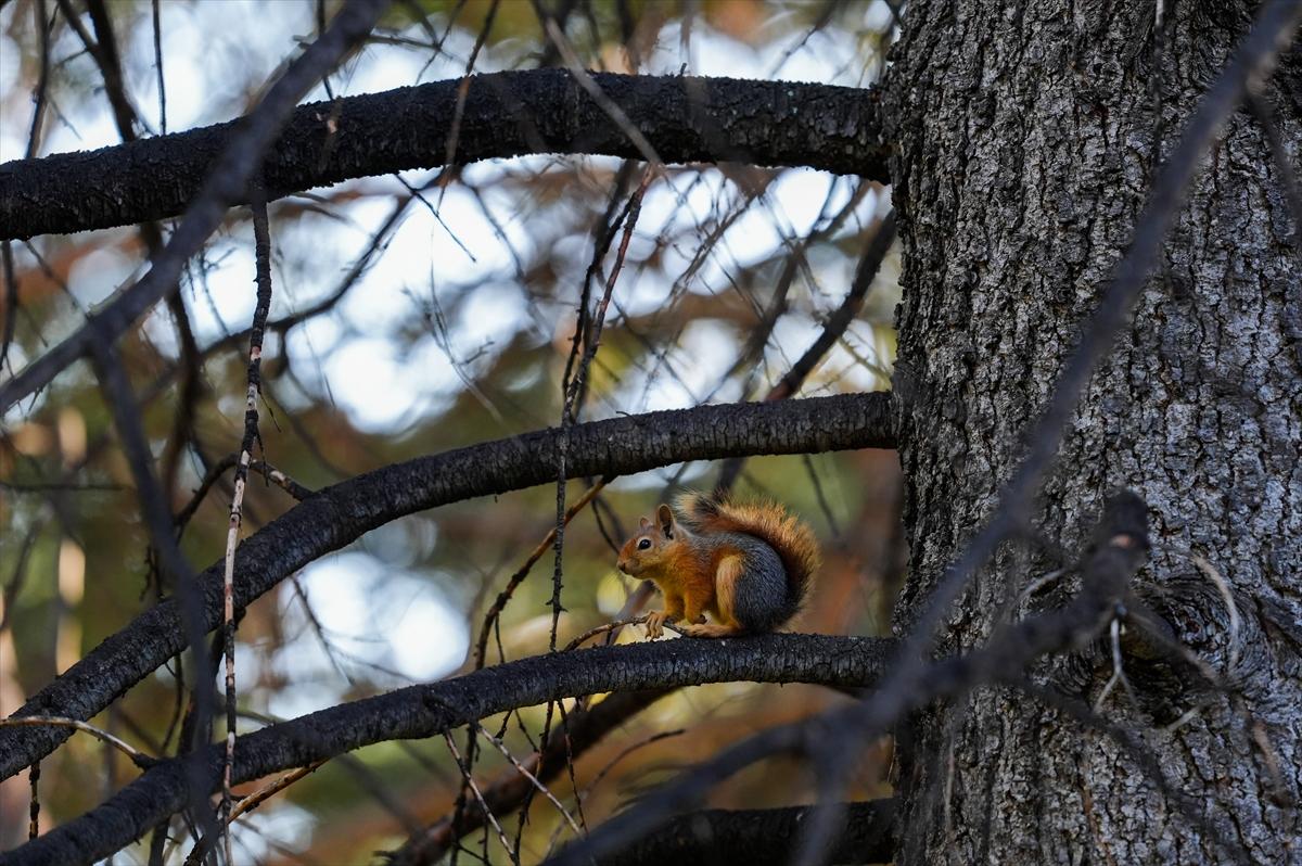 Sincapların sonbahar keyfi görüntülendi