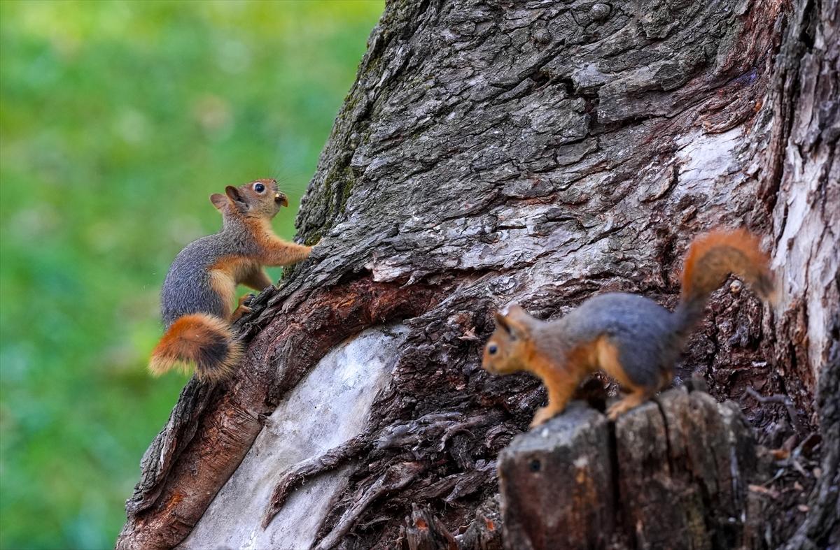 Sincapların sonbahar keyfi görüntülendi