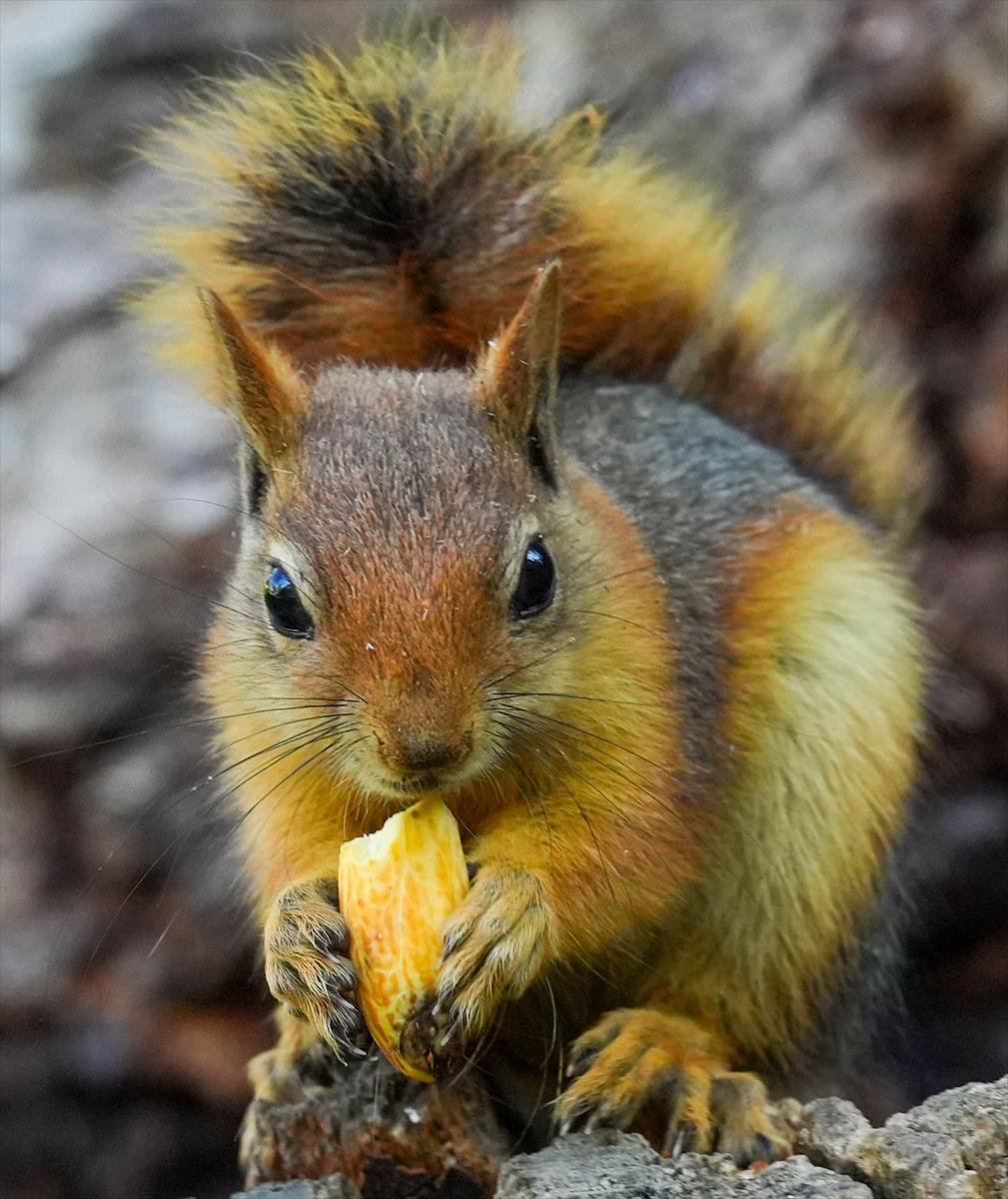 Sincapların sonbahar keyfi görüntülendi