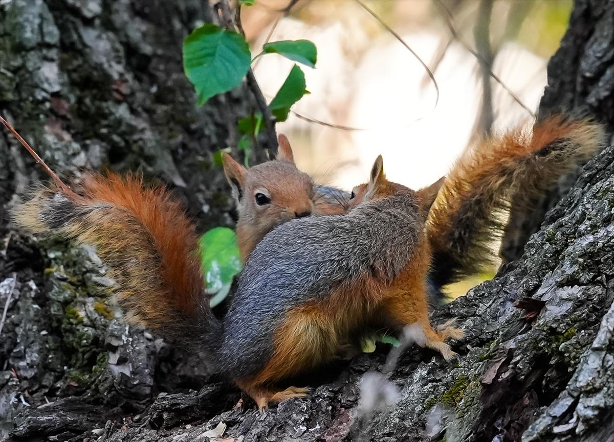 Sincapların sonbahar keyfi görüntülendi