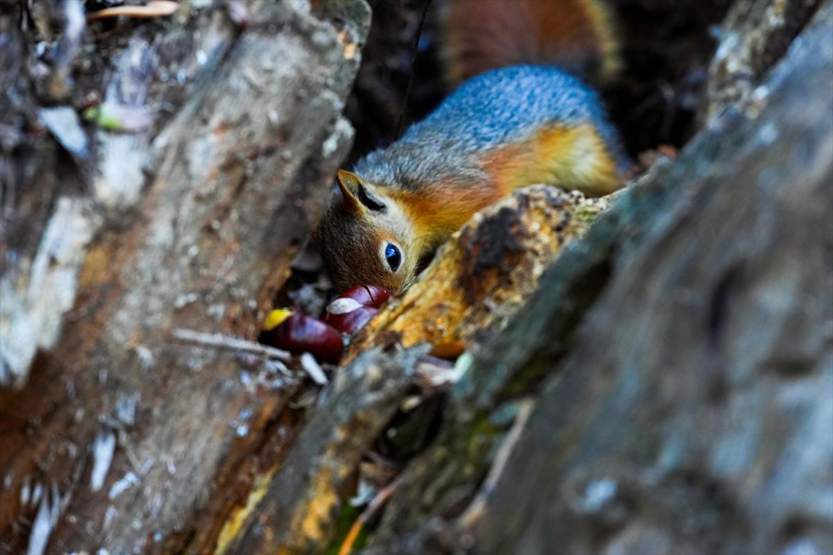 Sincapların sonbahar keyfi görüntülendi