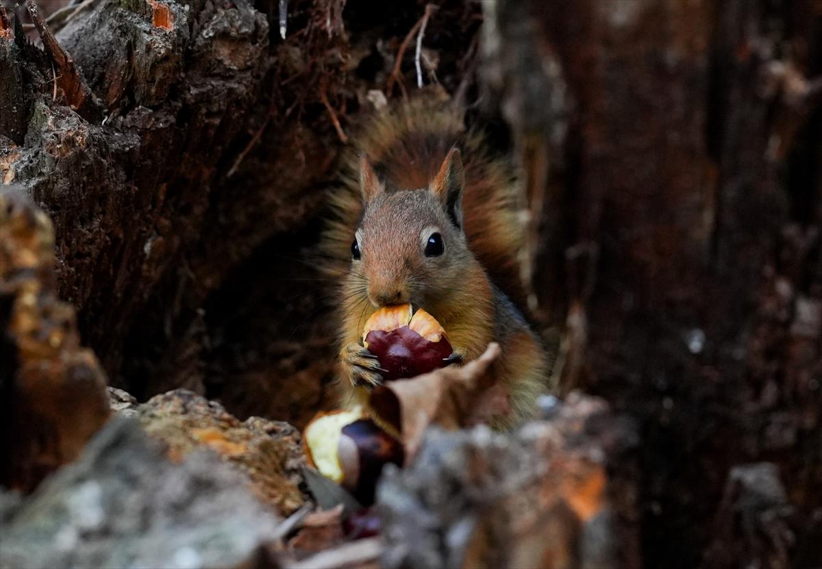 Sincapların sonbahar keyfi görüntülendi