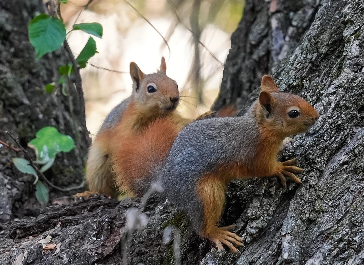 Sincapların sonbahar keyfi görüntülendi