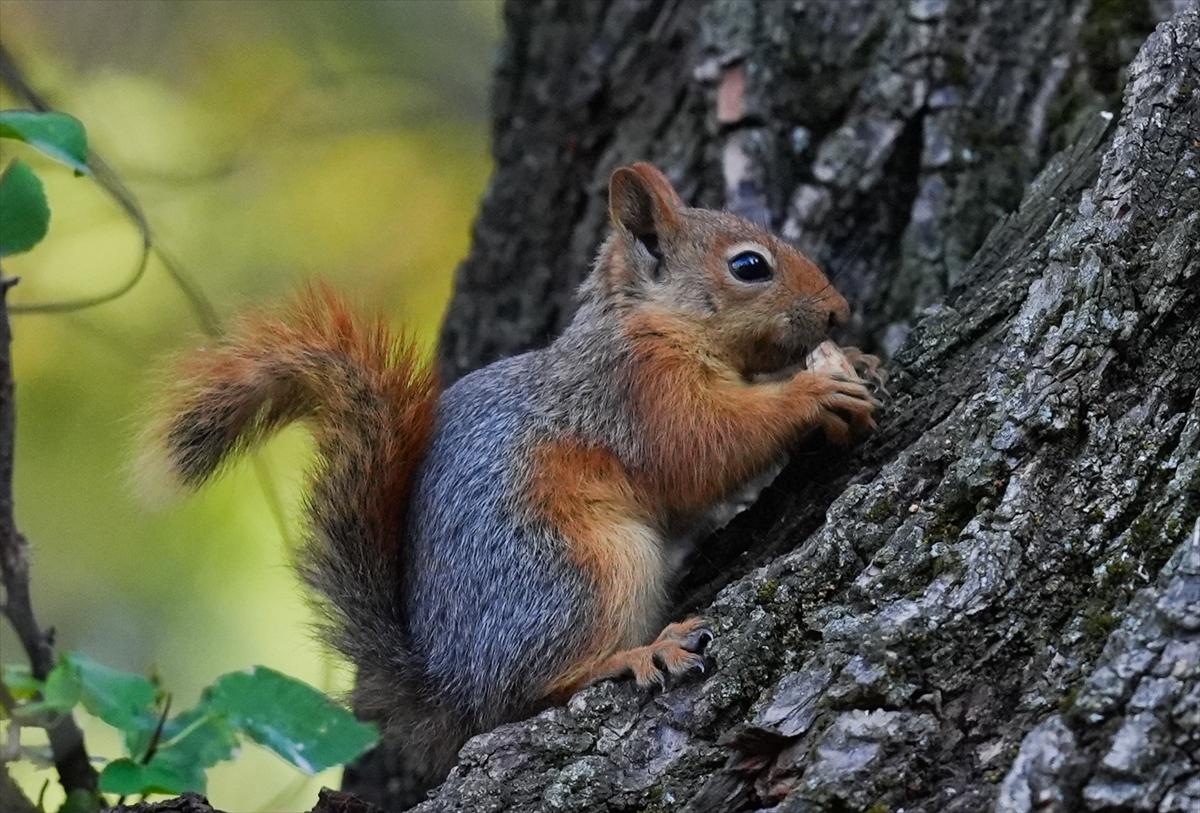 Sincapların sonbahar keyfi görüntülendi