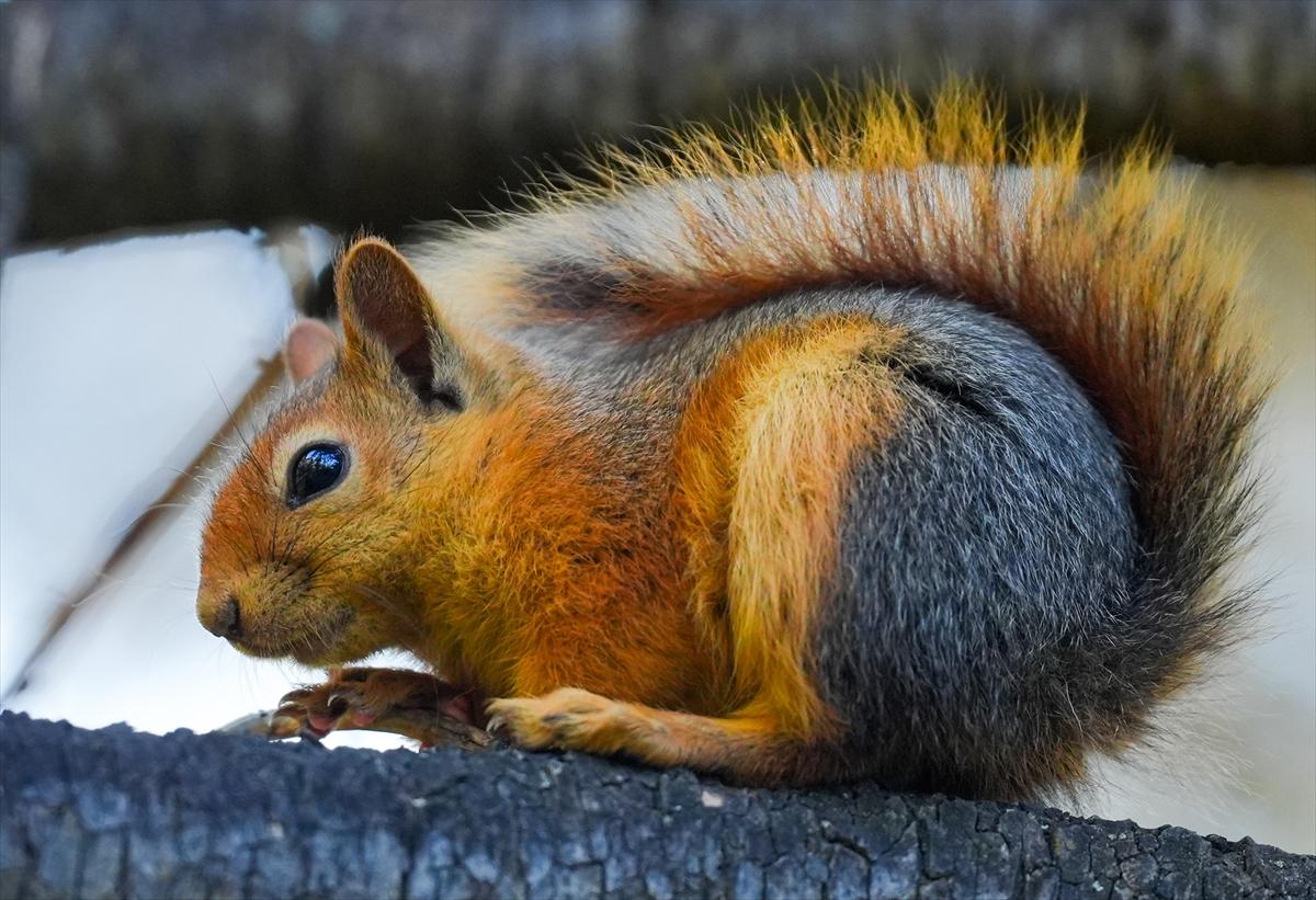 Sincapların sonbahar keyfi görüntülendi