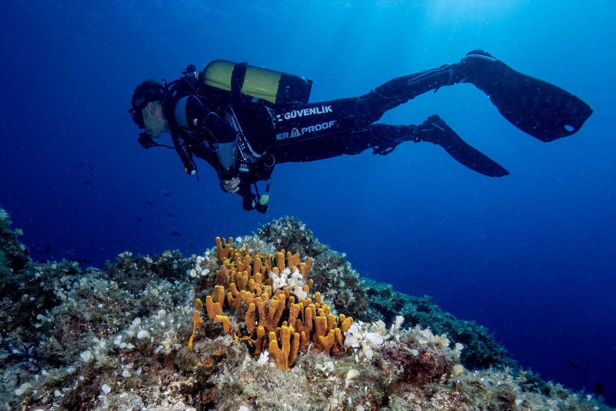 Deli Mehmet Sığlığı'nın büyüleyen su altı dünyası