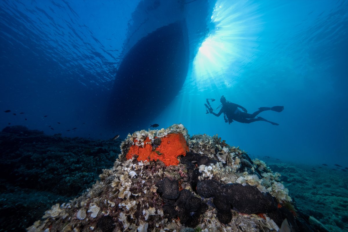 Deli Mehmet Sığlığı'nın büyüleyen su altı dünyası