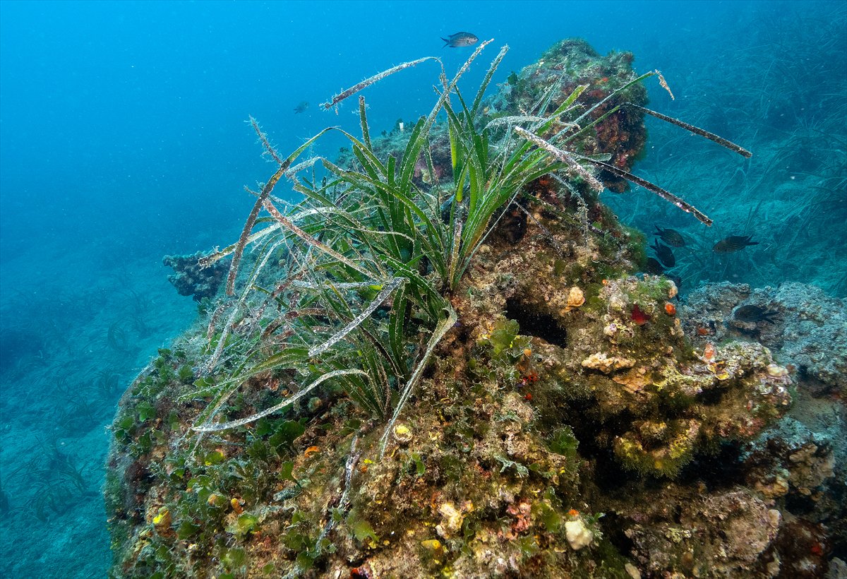 Deli Mehmet Sığlığı'nın büyüleyen su altı dünyası