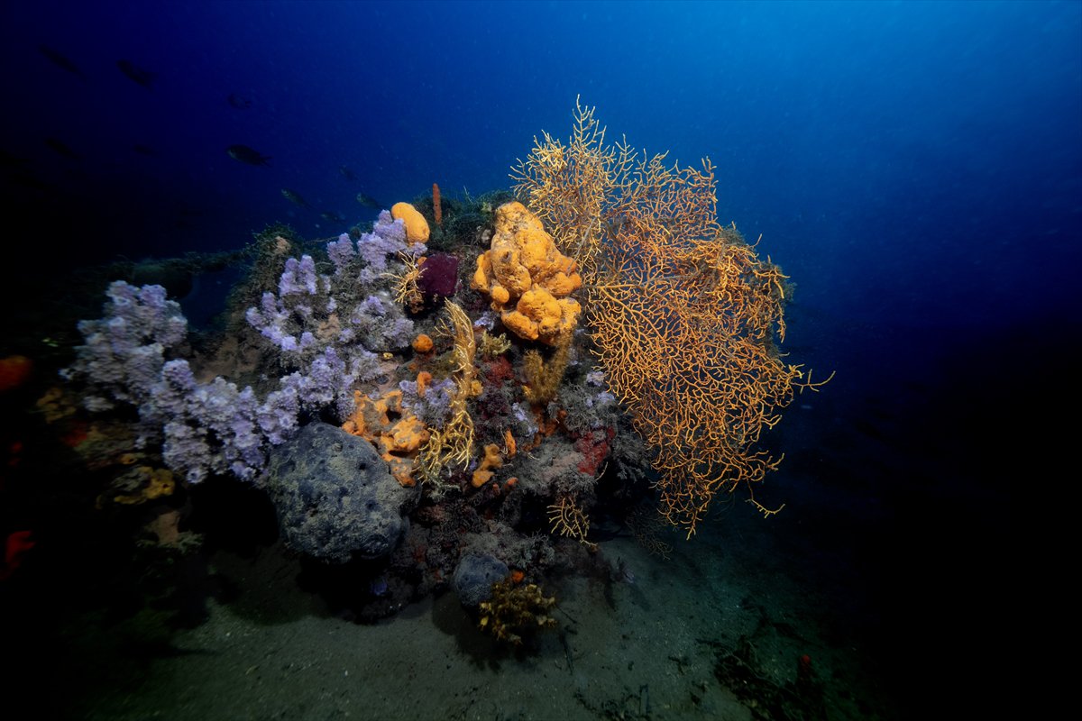 Deli Mehmet Sığlığı'nın büyüleyen su altı dünyası