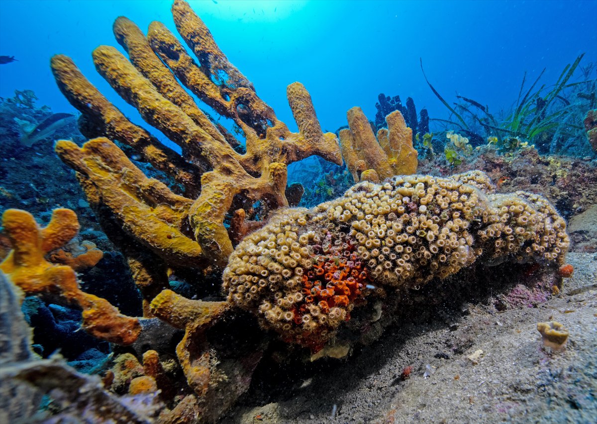 Deli Mehmet Sığlığı'nın büyüleyen su altı dünyası