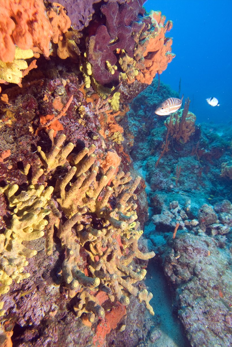 Deli Mehmet Sığlığı'nın büyüleyen su altı dünyası