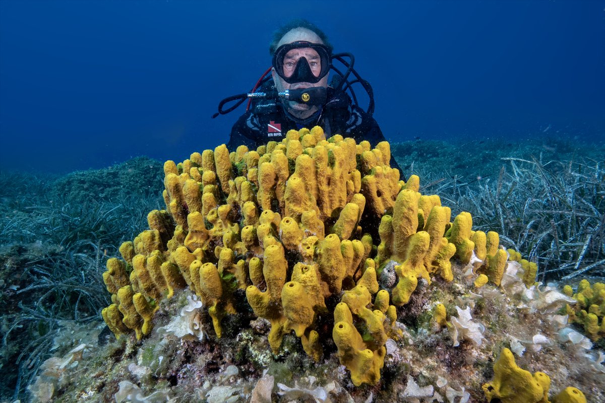 Deli Mehmet Sığlığı'nın büyüleyen su altı dünyası