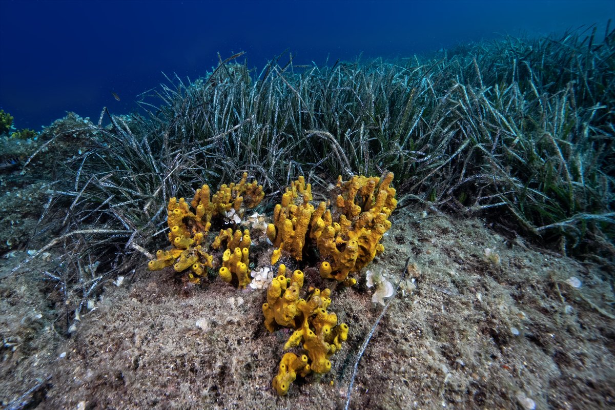 Deli Mehmet Sığlığı'nın büyüleyen su altı dünyası