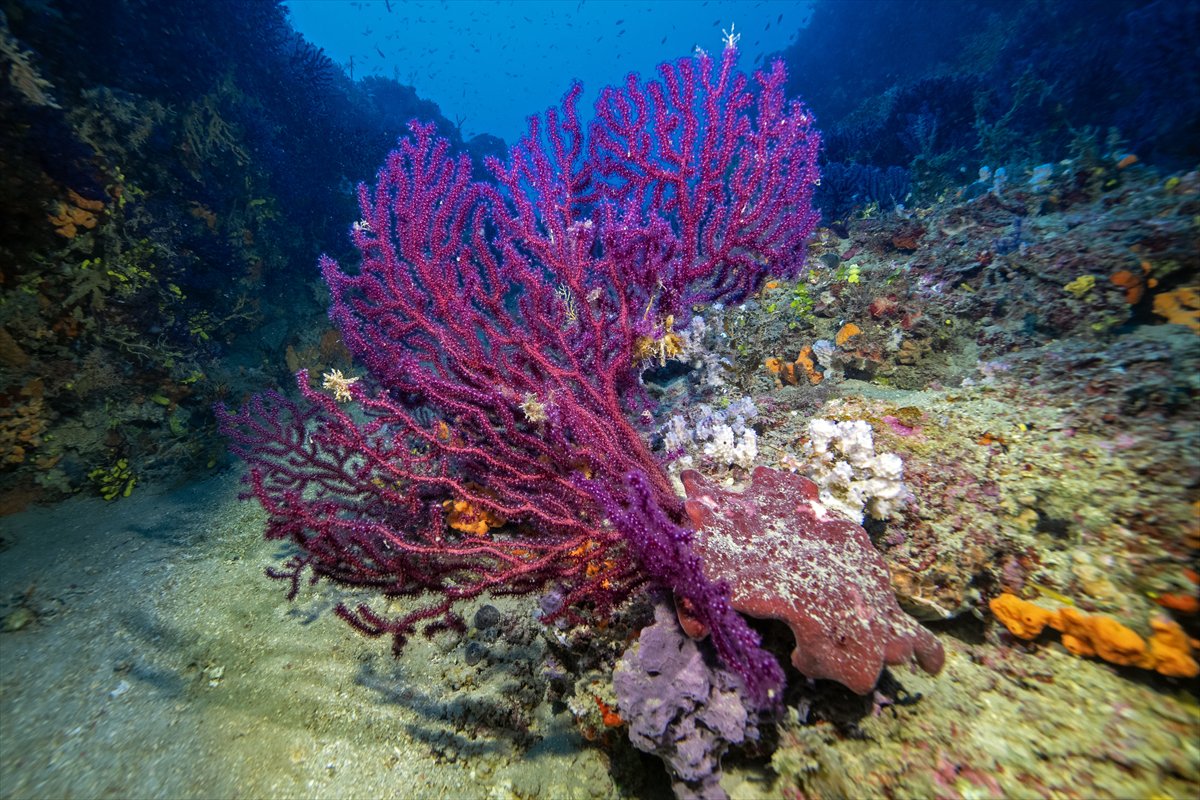 Deli Mehmet Sığlığı'nın büyüleyen su altı dünyası