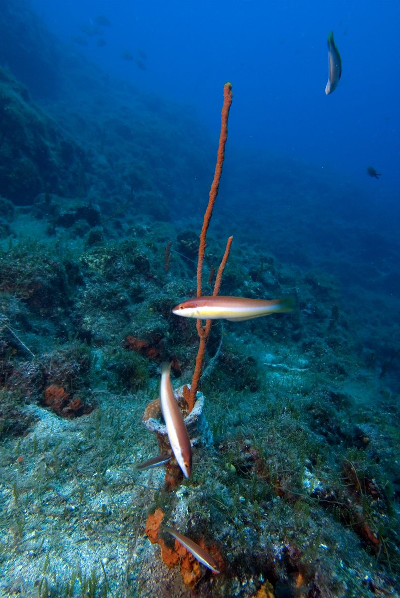 Deli Mehmet Sığlığı'nın büyüleyen su altı dünyası