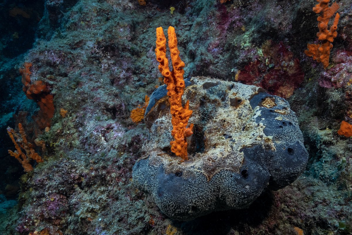 Deli Mehmet Sığlığı'nın büyüleyen su altı dünyası