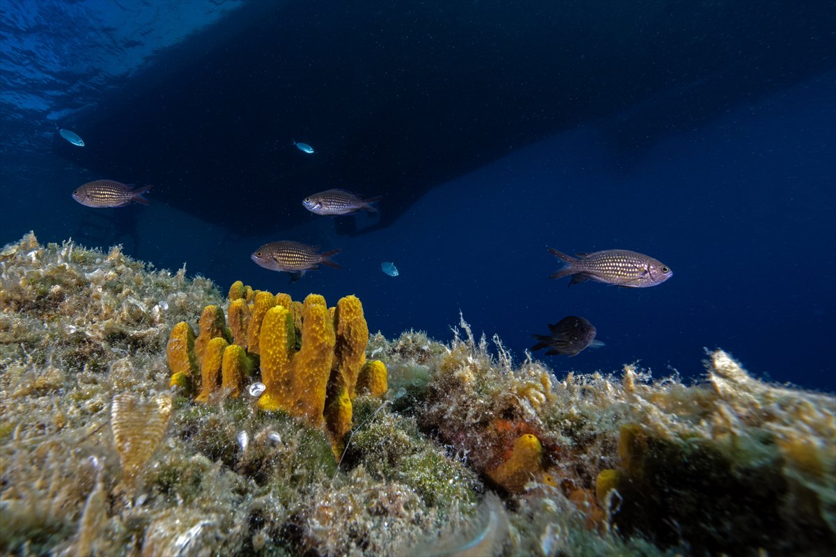 Deli Mehmet Sığlığı'nın büyüleyen su altı dünyası