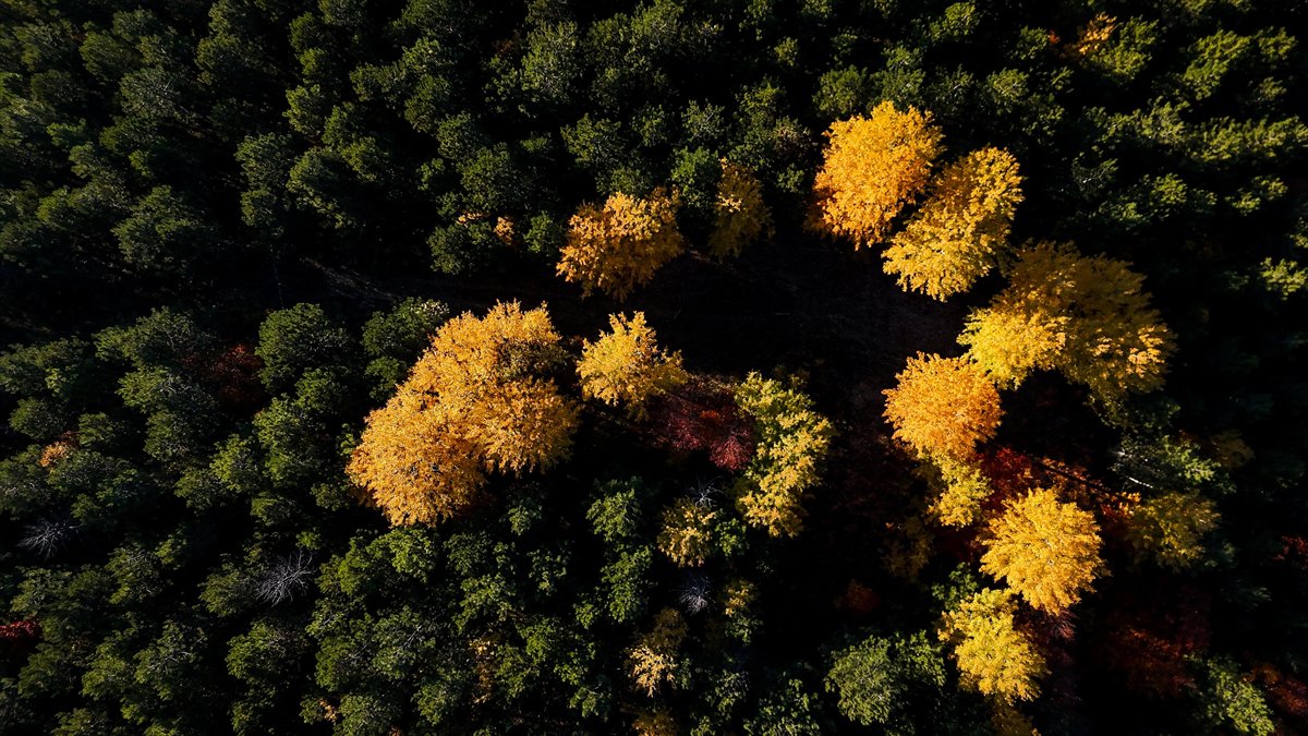Domaniç Dağları'nda rengarenk sonbahar