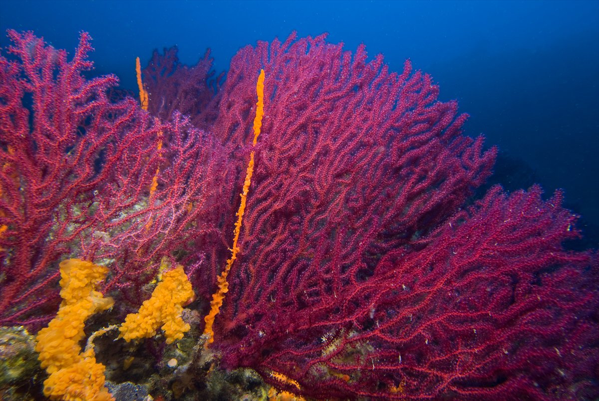 Deli Mehmet Sığlığı'nın büyüleyen su altı dünyası