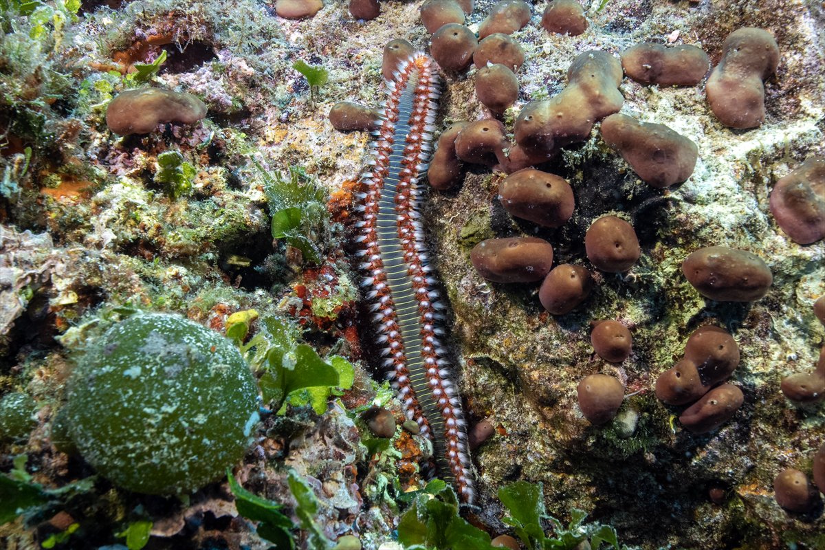 Deli Mehmet Sığlığı'nın büyüleyen su altı dünyası