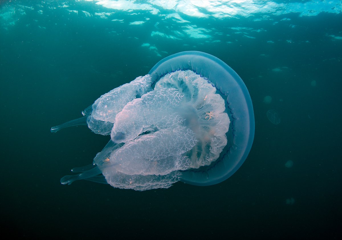 İstanbul Boğazı'nın sular altındaki manzarası