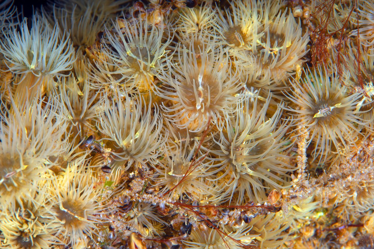 İstanbul Boğazı'nın sular altındaki manzarası