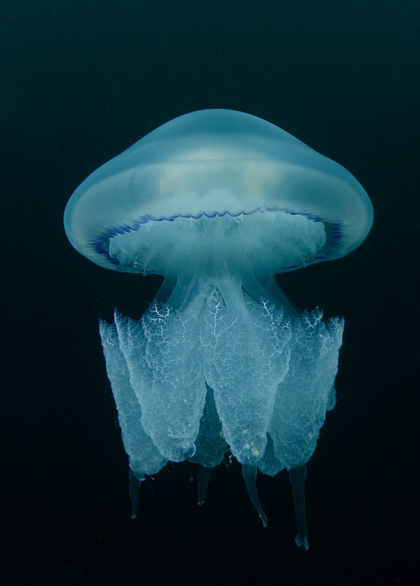 İstanbul Boğazı'nın sular altındaki manzarası