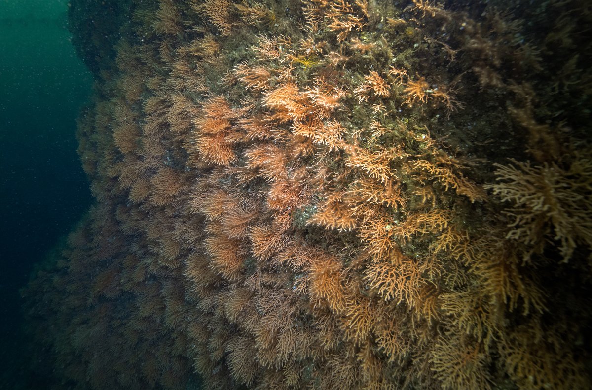 İstanbul Boğazı'nın sular altındaki manzarası